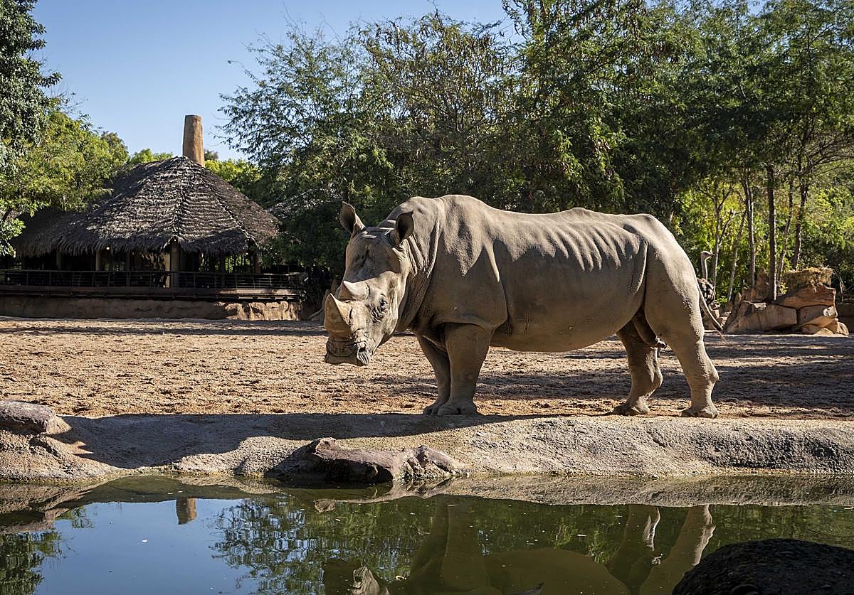 Cirilo, en el Bioparc.