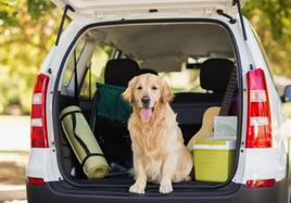 Un perro, en un coche.