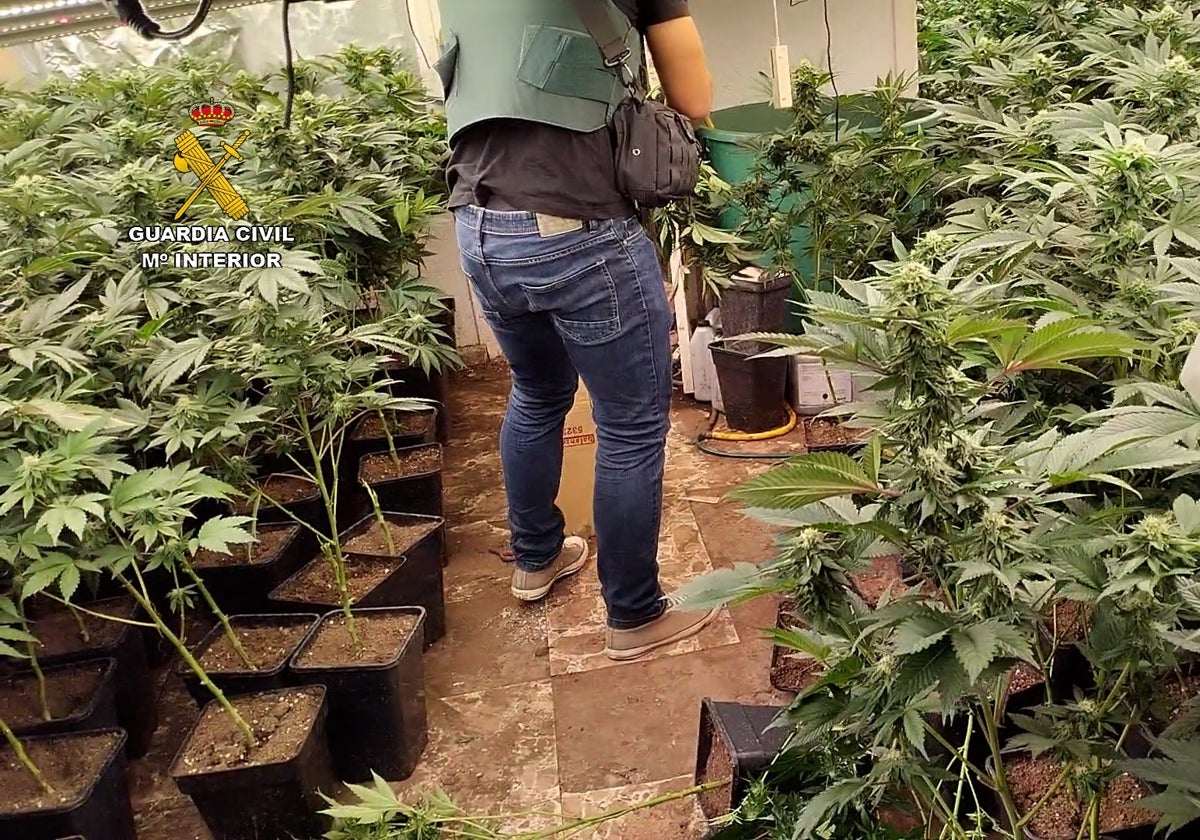 Plantación de marihuana hallada en una vivienda de Aldaia.