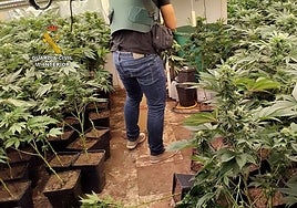 Plantación de marihuana hallada en una vivienda de Aldaia.