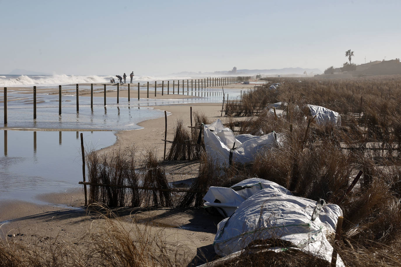 El mar entra en las nuevas dunas de las playas regeneradas en El Saler