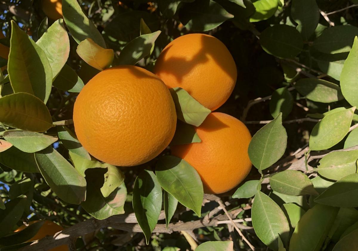 Naranjas de la variedad Nável en el árbol.