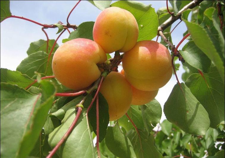 Pomo de albaricoques, una variedad.