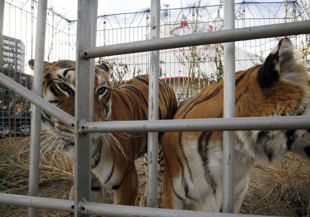 Dos tigres de un circo de animales.