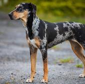 Las razas de perro que sueltan menos pelo