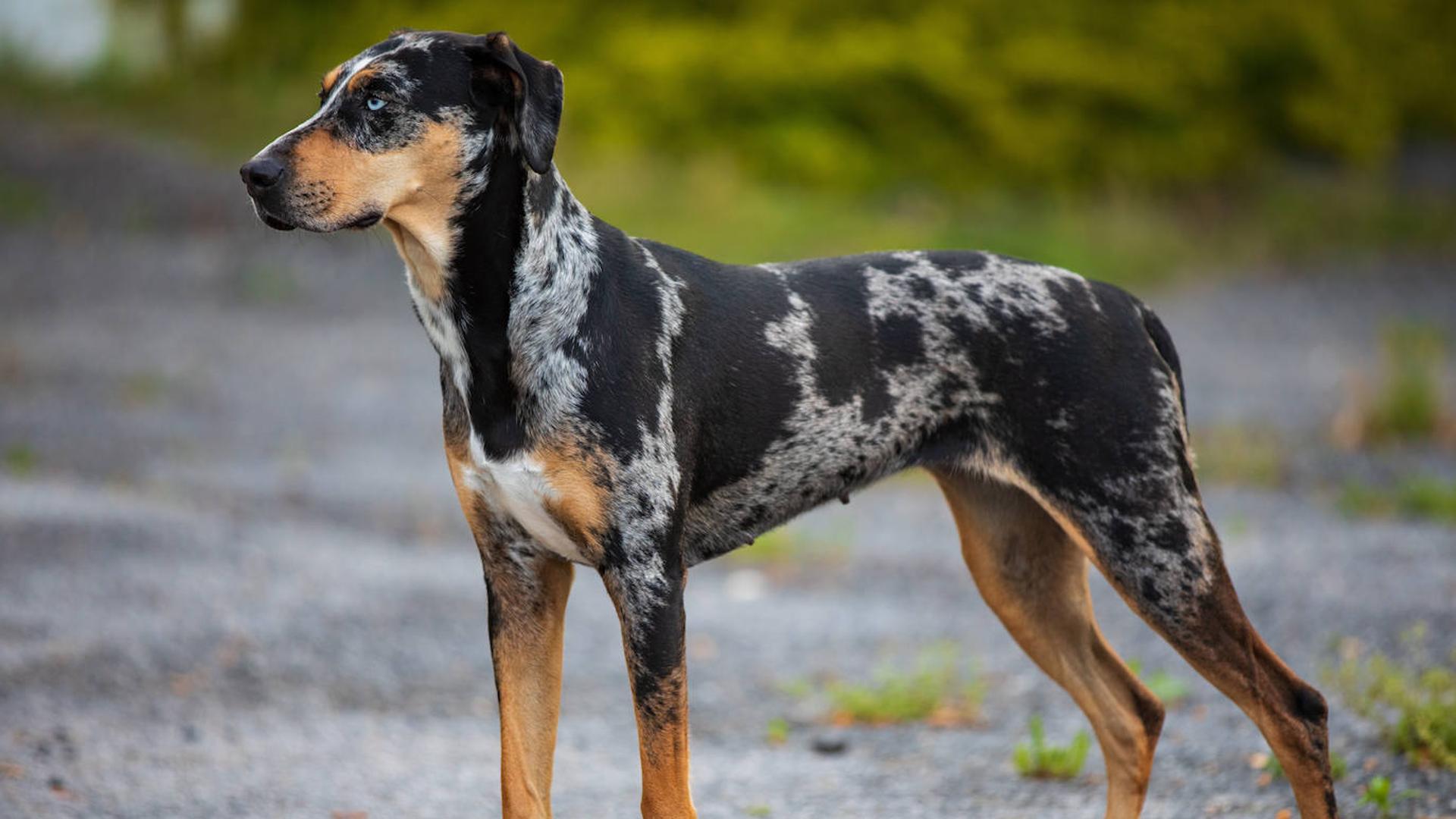 los perros salchicha de pelo largo necesitan cortes de pelo