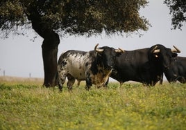 Ejemplares para la lidia en el campo.