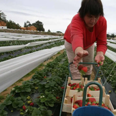 Huelva busca trabajadores para la recolección de la fresa