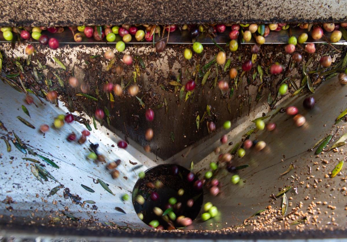 El olivar de regadío sostiene la producción con frutos abundantes y de calidad.