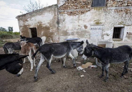 Algunos burros en la explotación ganadera.