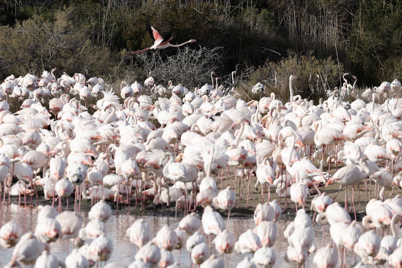 Miles de flamencos en la Albufera de Valencia