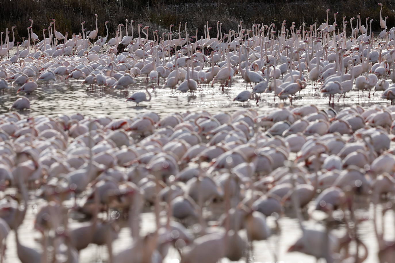 Miles de flamencos en la Albufera de Valencia