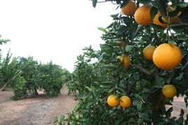 Carcaixent está considerada la cuna de la naranja.