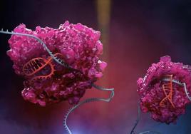 La enzima de la familia CRISPR Cas13 en acción.