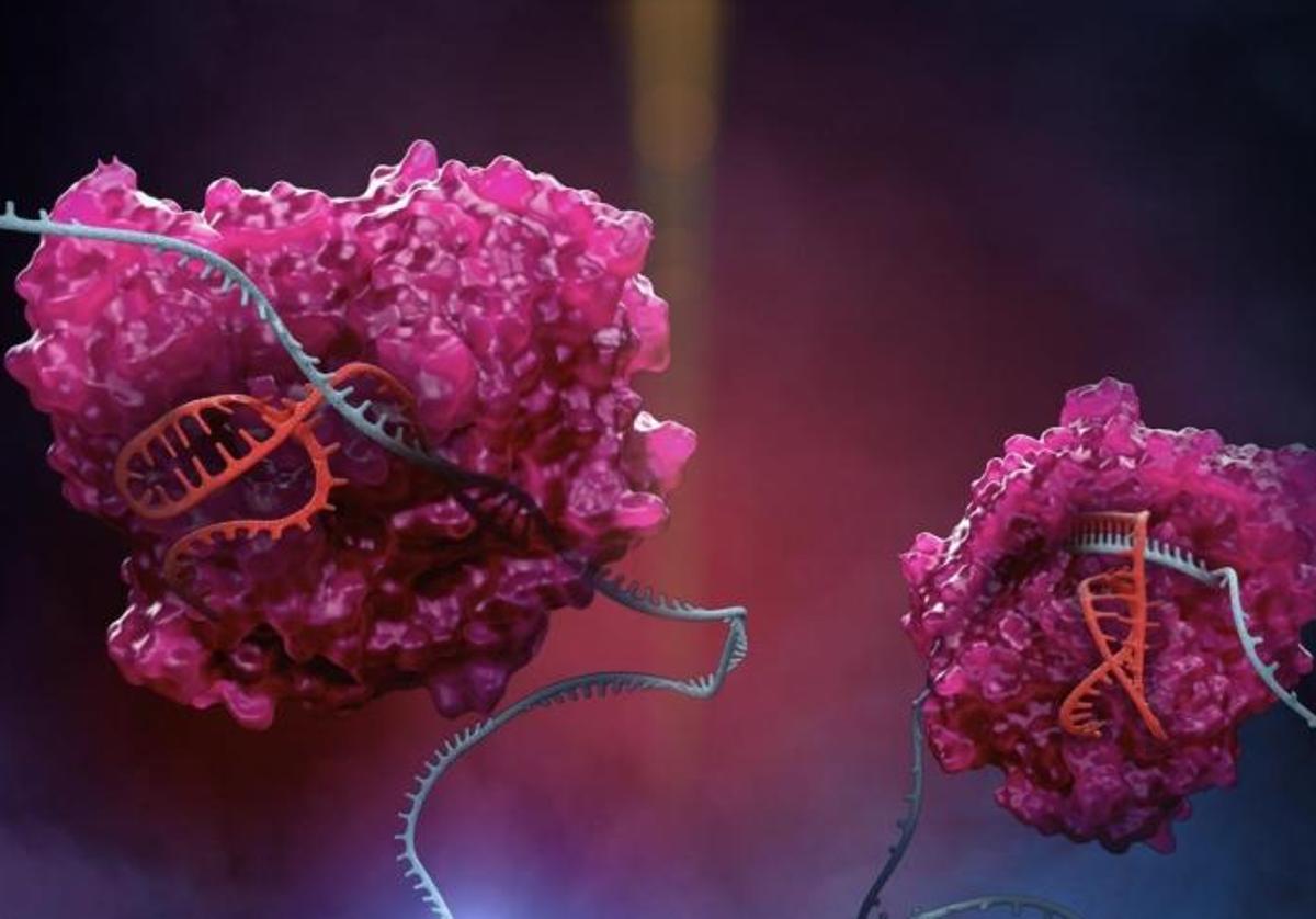 La enzima de la familia CRISPR Cas13 en acción.