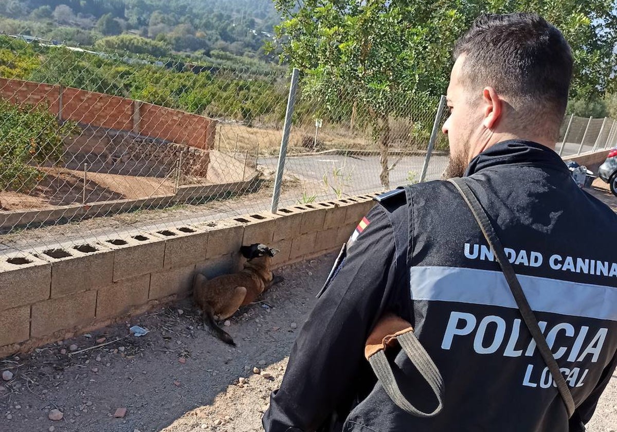 Víctor Garrido, policía local de Tobarra, observa cómo Kora detecta la cocaína escondida.