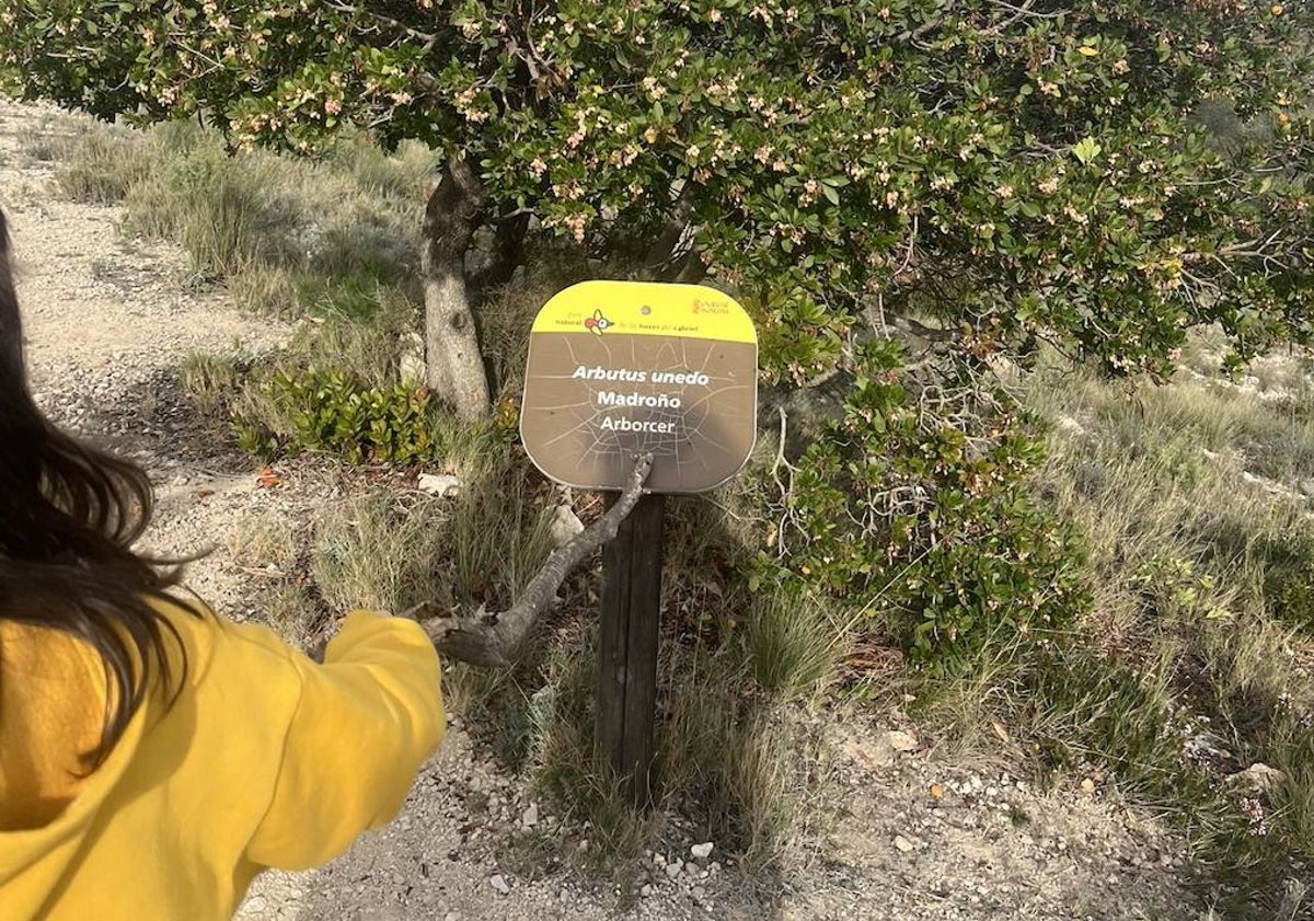 Imagen principal - En el ascenso al mirador Peñas Blancas nos encontramos pinares, carrascos y otras especies como los madroños.