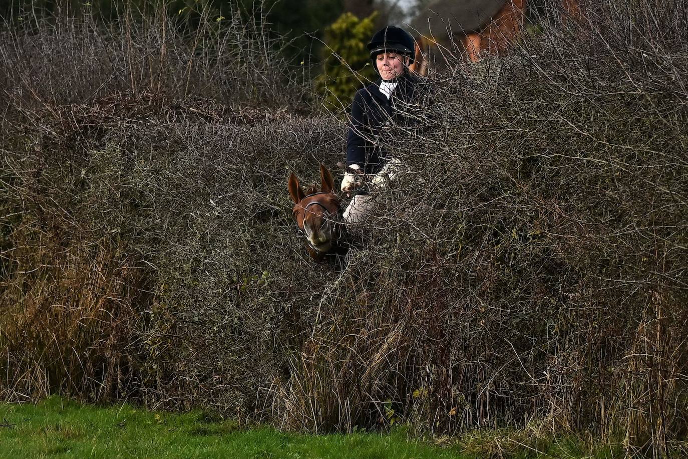 Reino Unido celebra el tradicional día de cacería Boxing Day