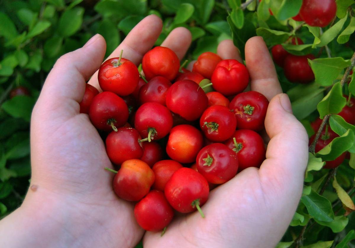 Incluir frutas variadas a tu dieta es necesario para tener un aporte completo de vitaminas y nutrientes.