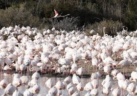 Un grupo de flamencos en la Albufera.