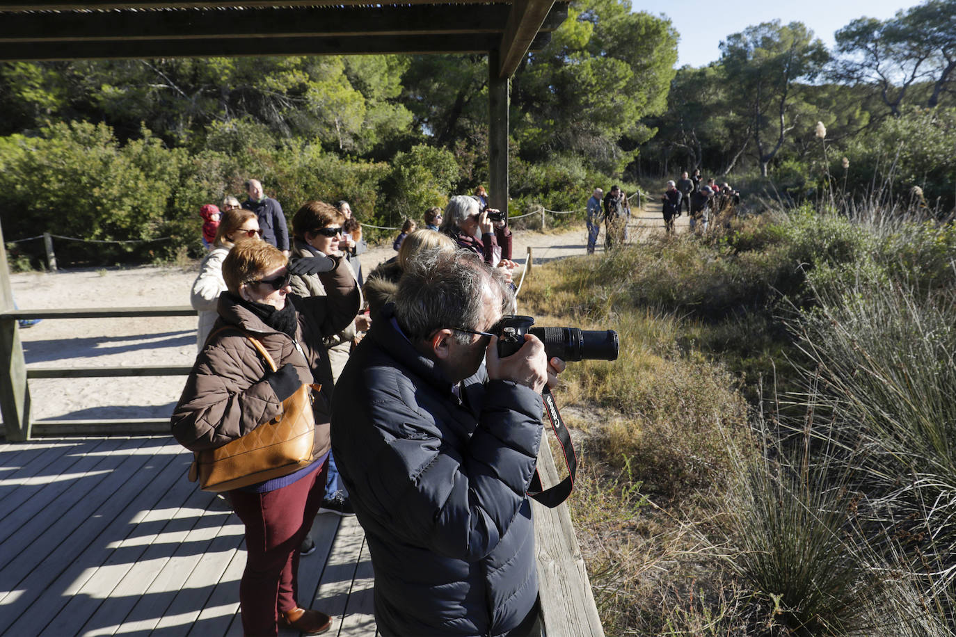 La Albufera se llena de visitantes para ver a los flamencos