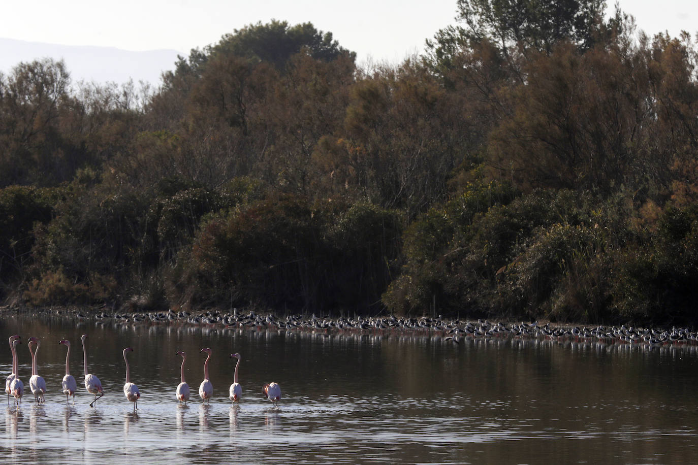 La Albufera se llena de visitantes para ver a los flamencos