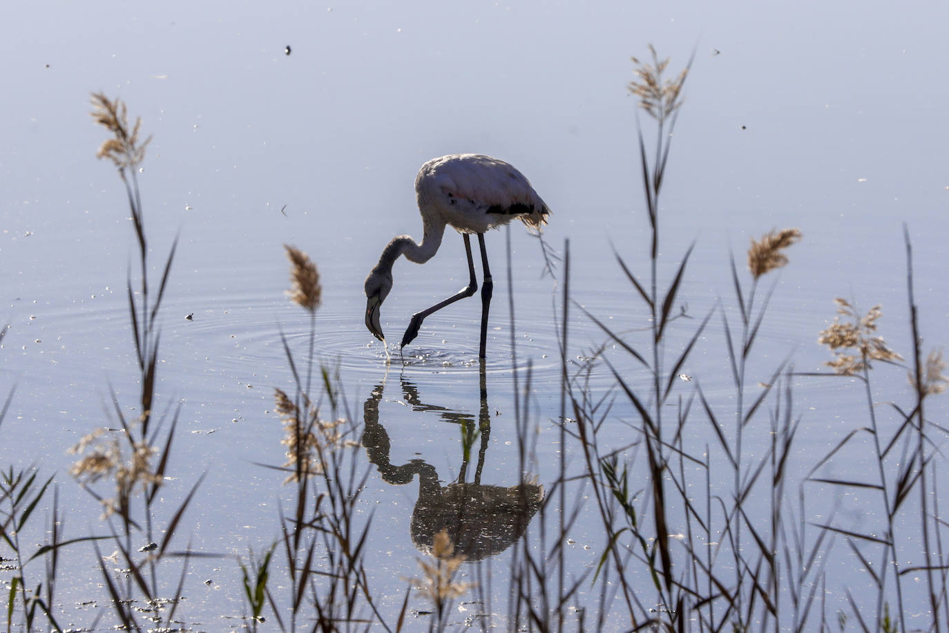 La Albufera se llena de visitantes para ver a los flamencos