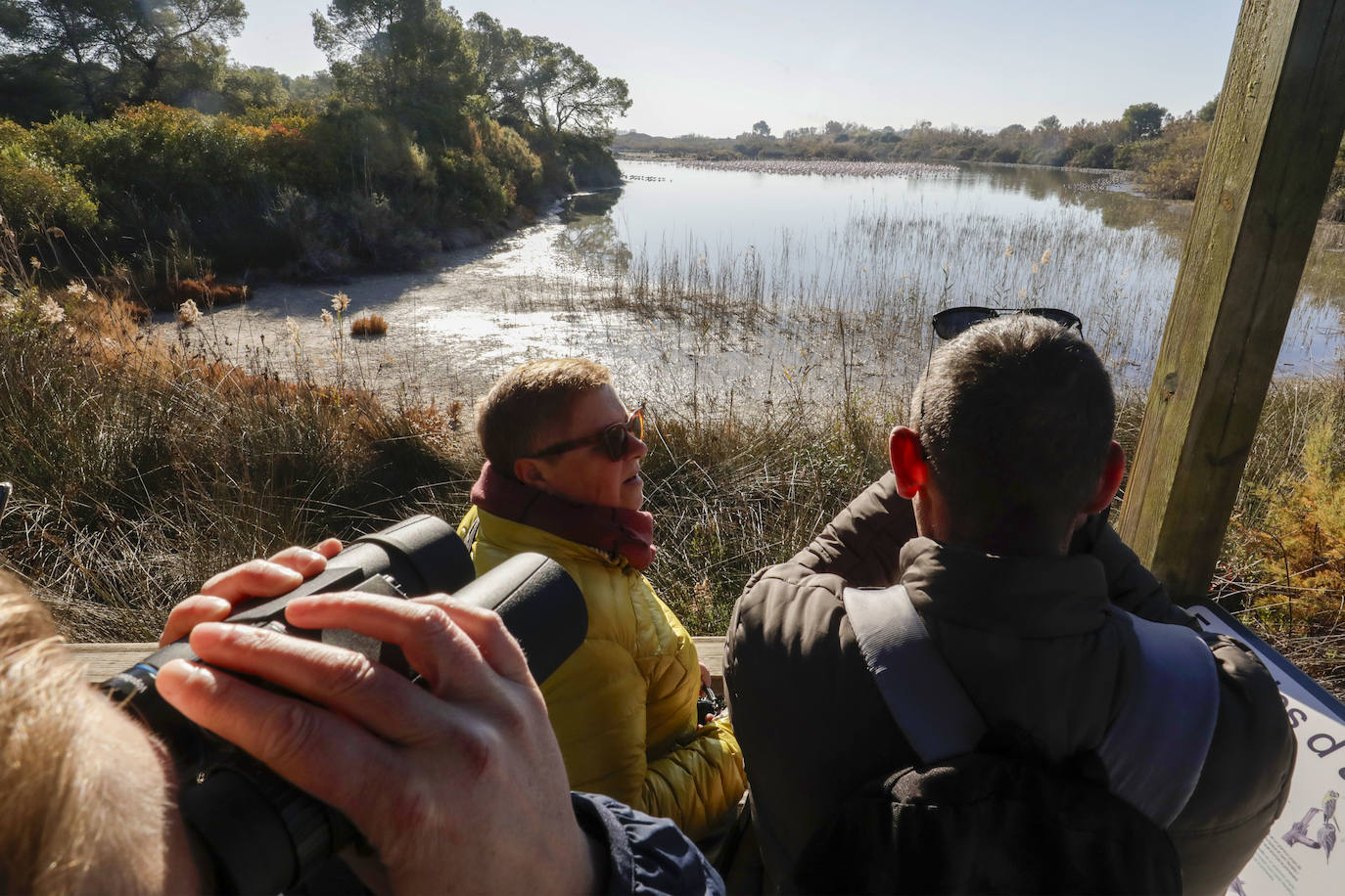 La Albufera se llena de visitantes para ver a los flamencos