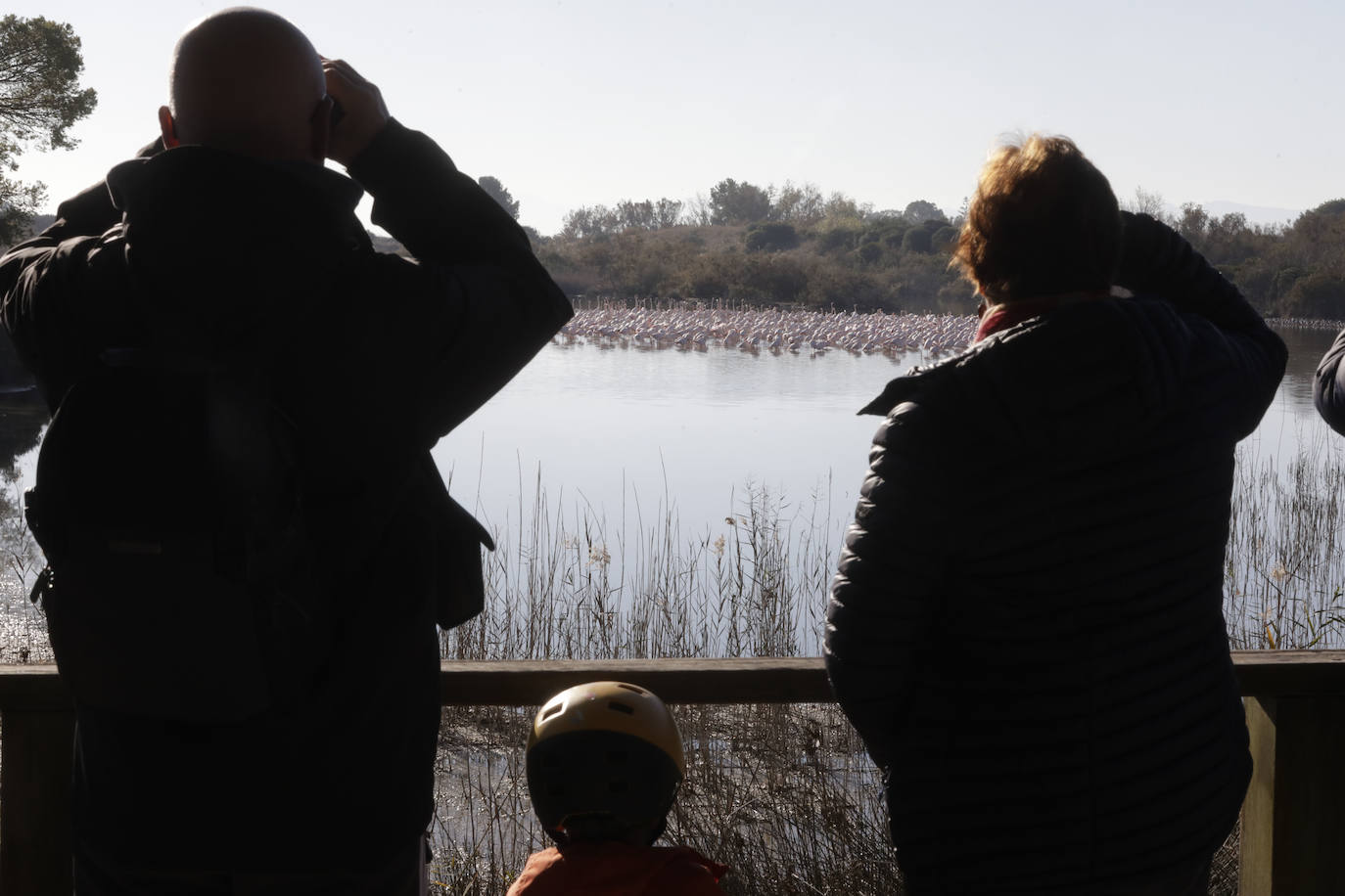 La Albufera se llena de visitantes para ver a los flamencos