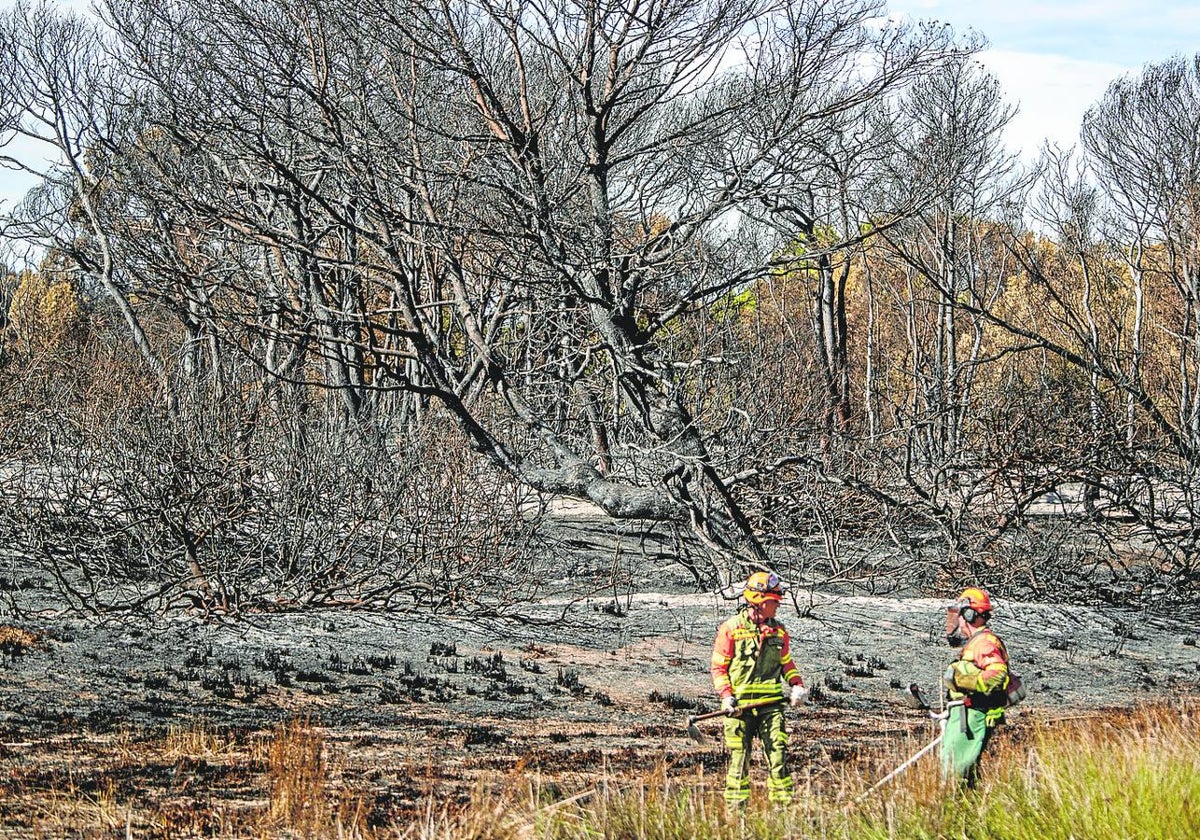 El estado del Parque tras uno de los siniestros forestales.