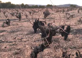 Viñas dañadas por el pedrisco.