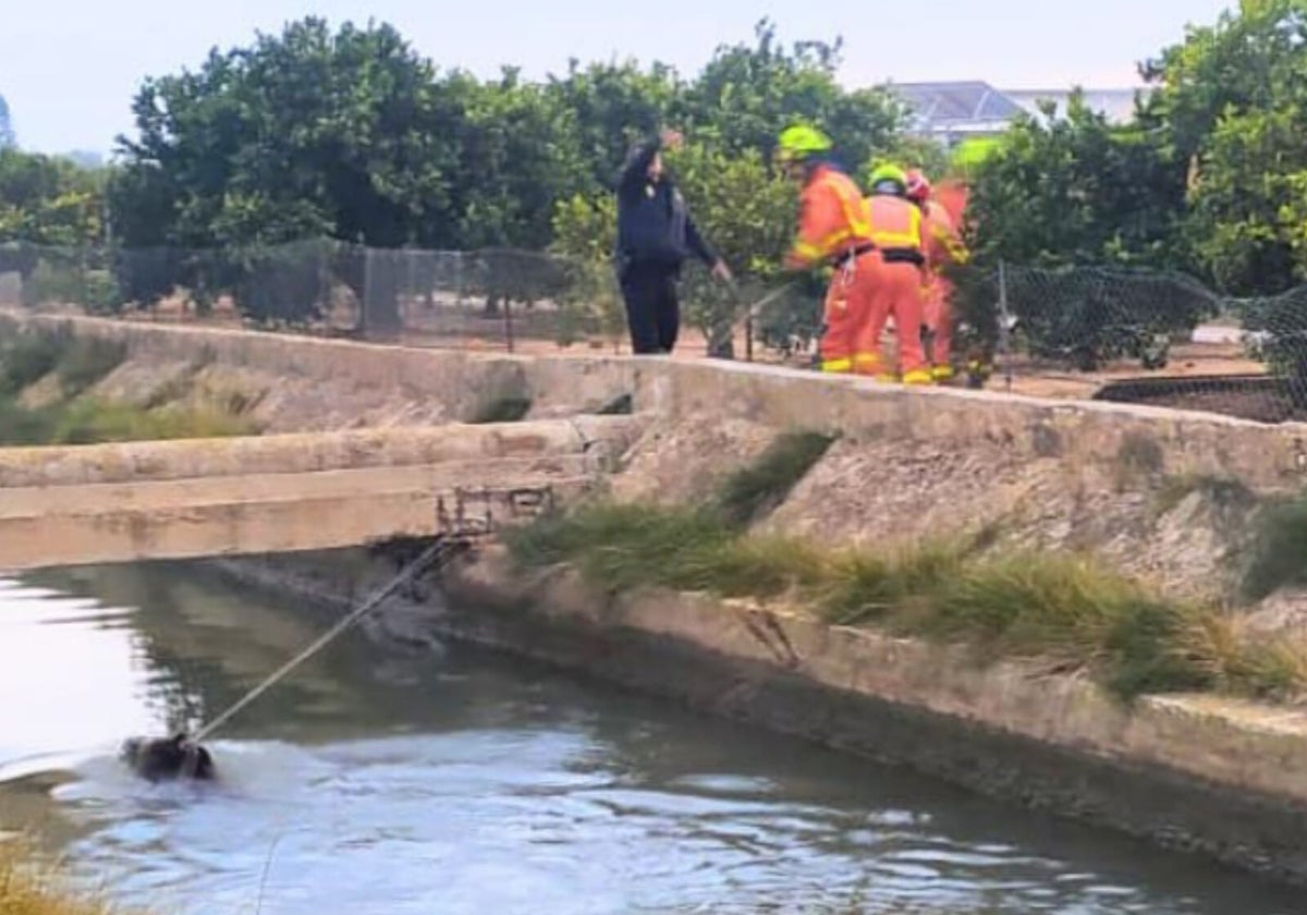 Los bomberos estiran del jabalí con una cuerda para evitar que se ahogue en el canal.