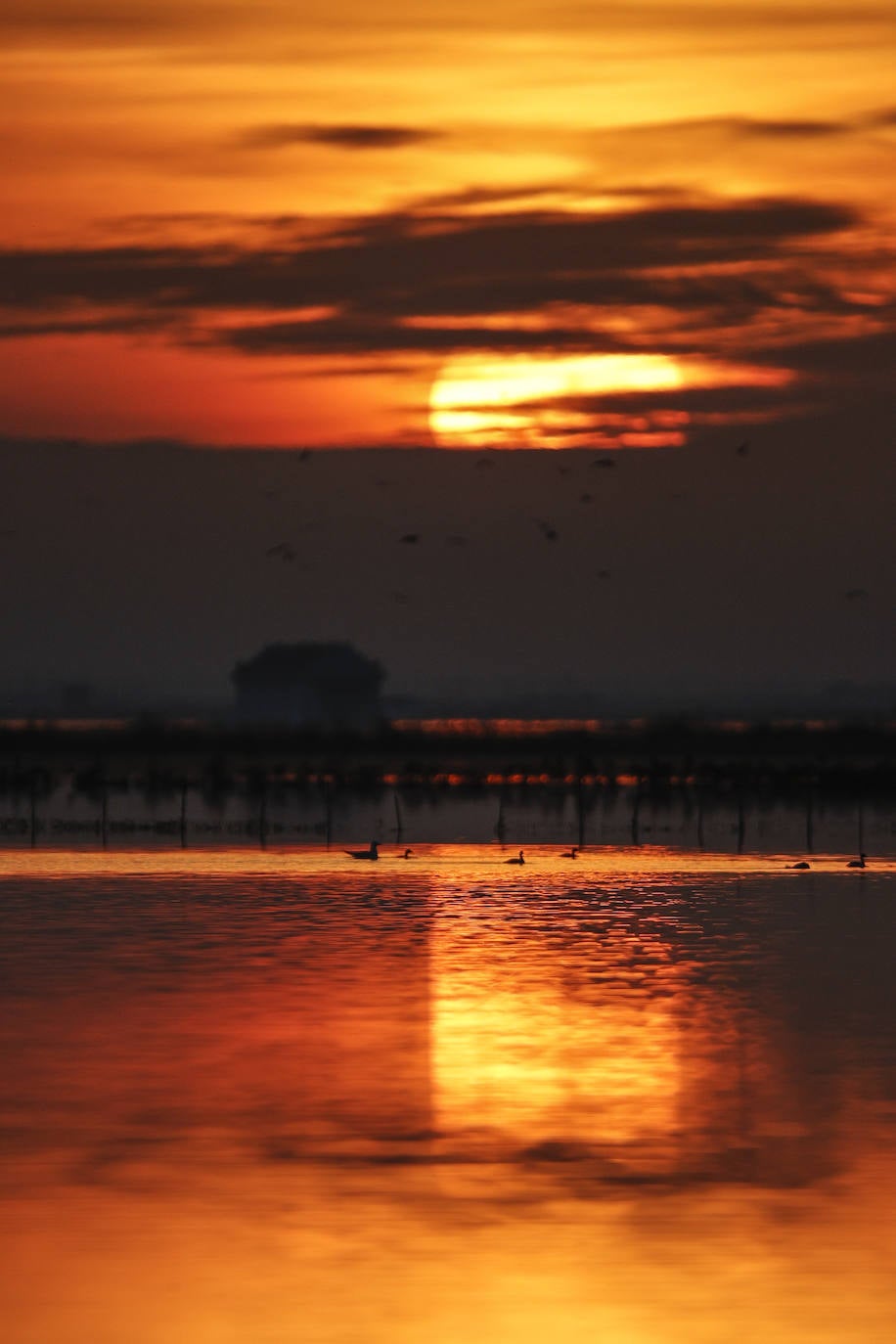 Fotos: Primer atardecer de 2023 sobre los arrozales junto a la Albufera