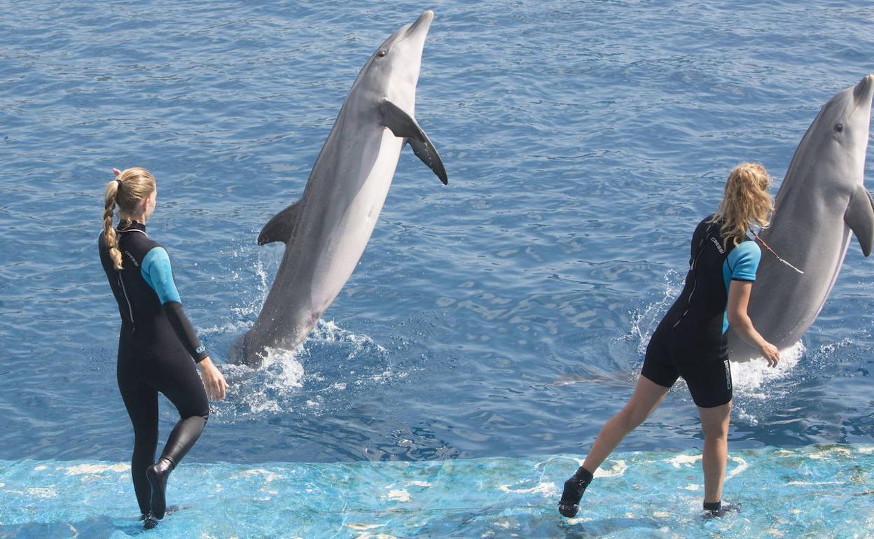 Un espectáculo con delfines en l'Oceanogràfic.