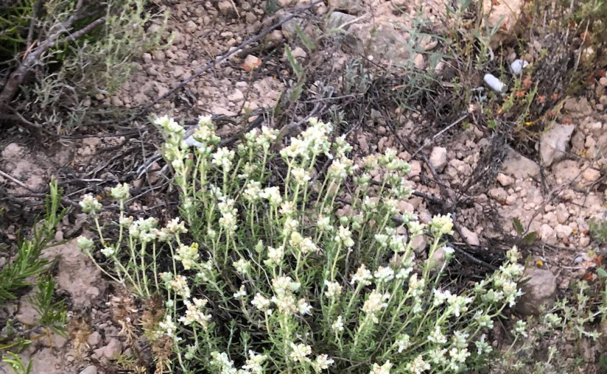 La especie amenazada de Teucrium edetanum. 