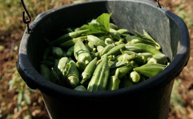 Los superalimentos aportan grandes beneficios a nuestro organismo. 