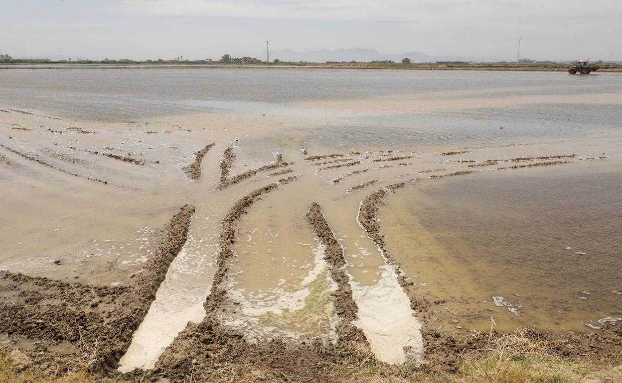 Vista de los campos de la Albufera. 