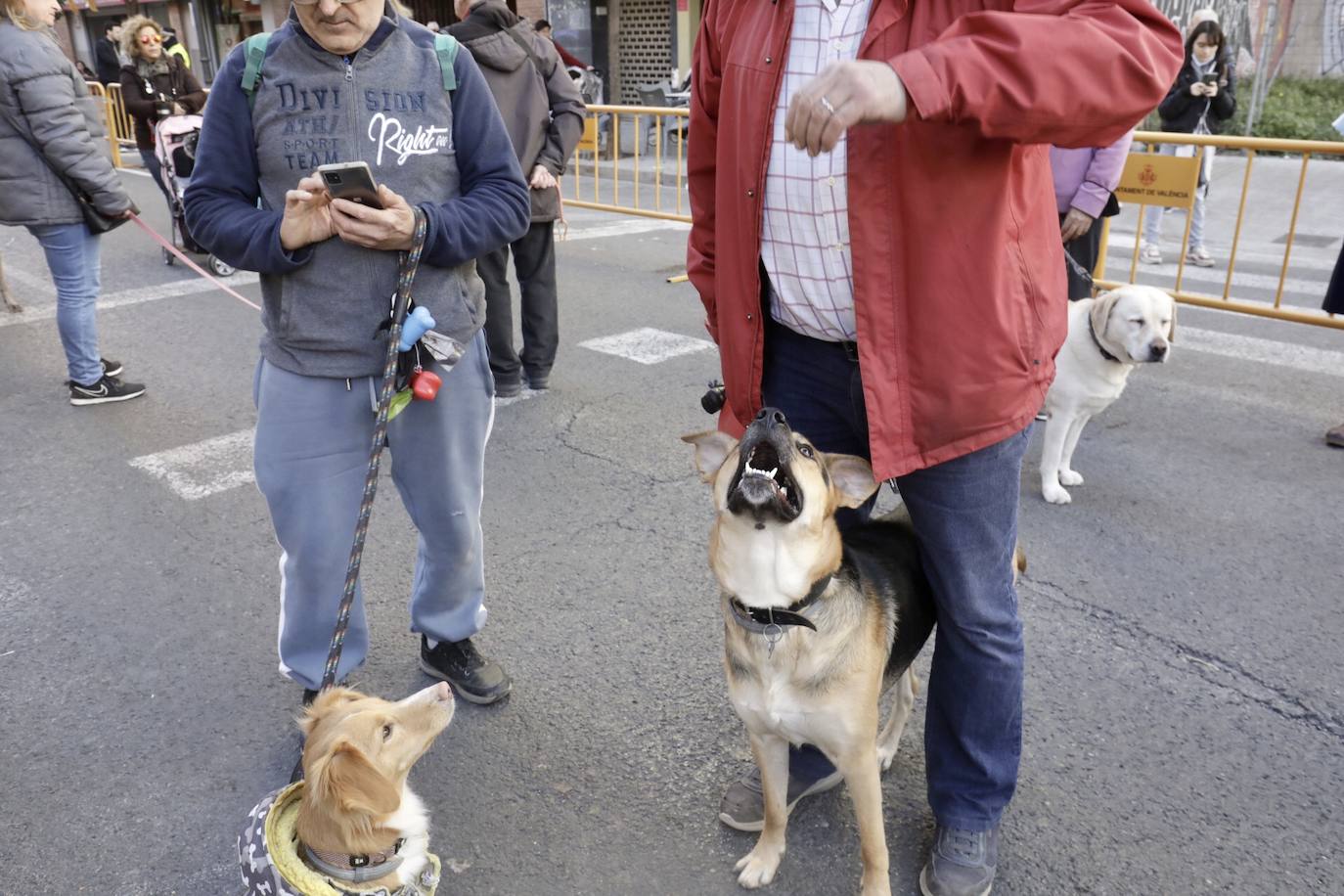 Cientos de personas se han acercado hasta la calle Sagunto en Valencia para bendecir a sus animales en honor al patrón, San Antonio Abad