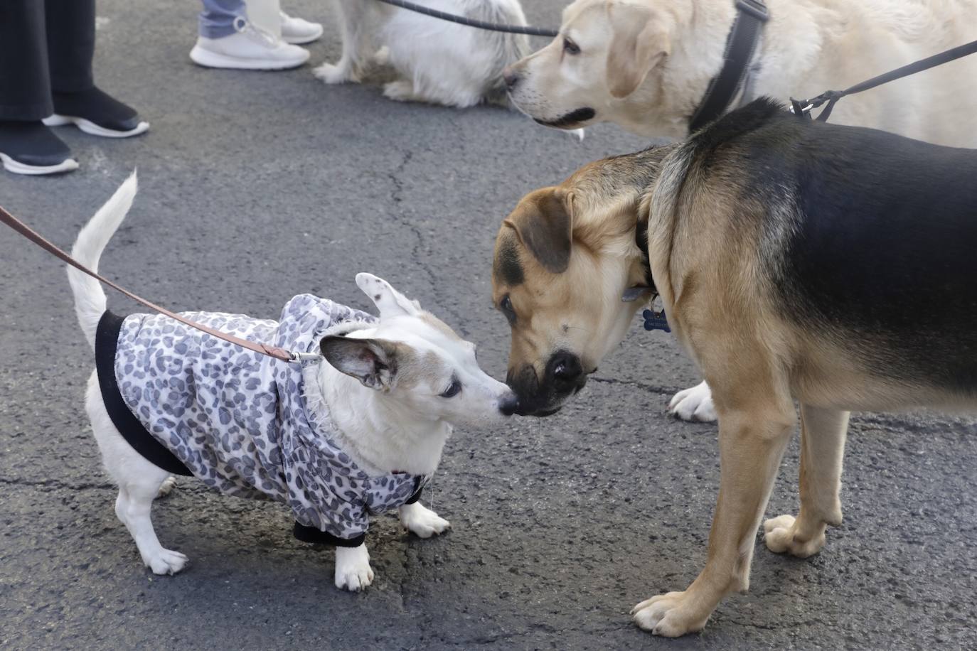 Cientos de personas se han acercado hasta la calle Sagunto en Valencia para bendecir a sus animales en honor al patrón, San Antonio Abad