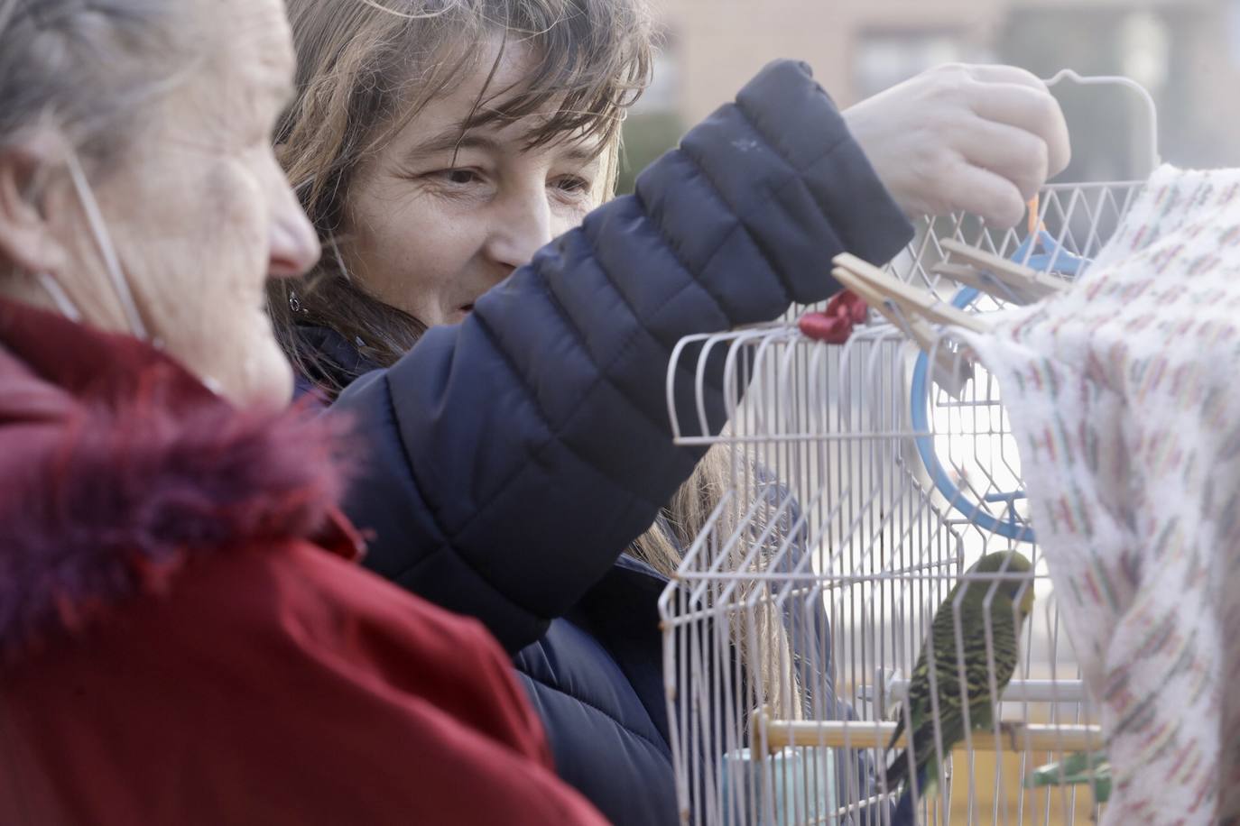 Cientos de personas se han acercado hasta la calle Sagunto en Valencia para bendecir a sus animales en honor al patrón, San Antonio Abad