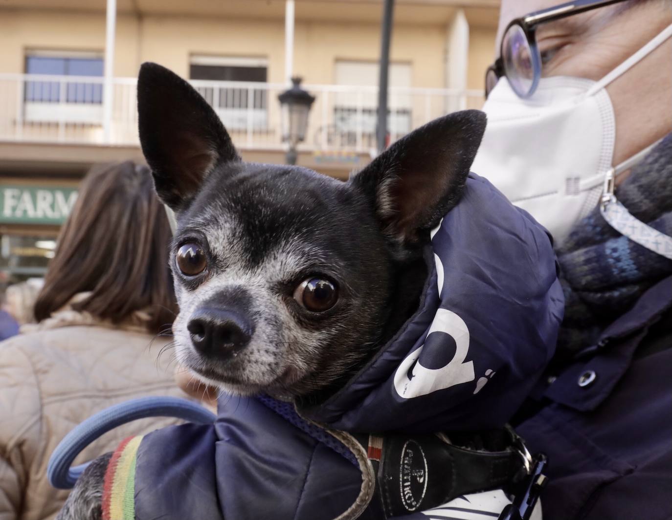 Cientos de personas se han acercado hasta la calle Sagunto en Valencia para bendecir a sus animales en honor al patrón, San Antonio Abad