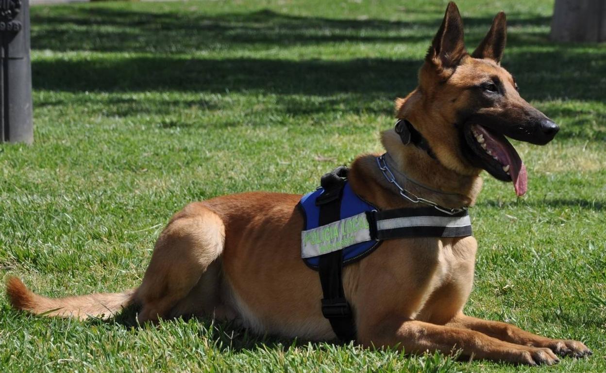 Urko, el perro de la unidad canina de la Policía Local. 