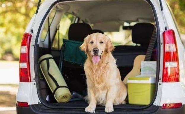 El último aviso de la DGT para los conductores que viajan con mascotas