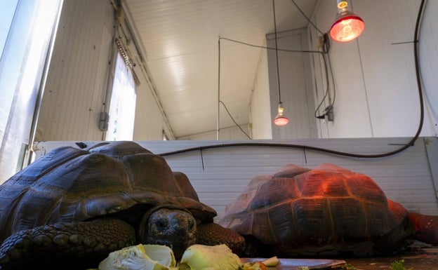 Tortugas en el Bioparc. 