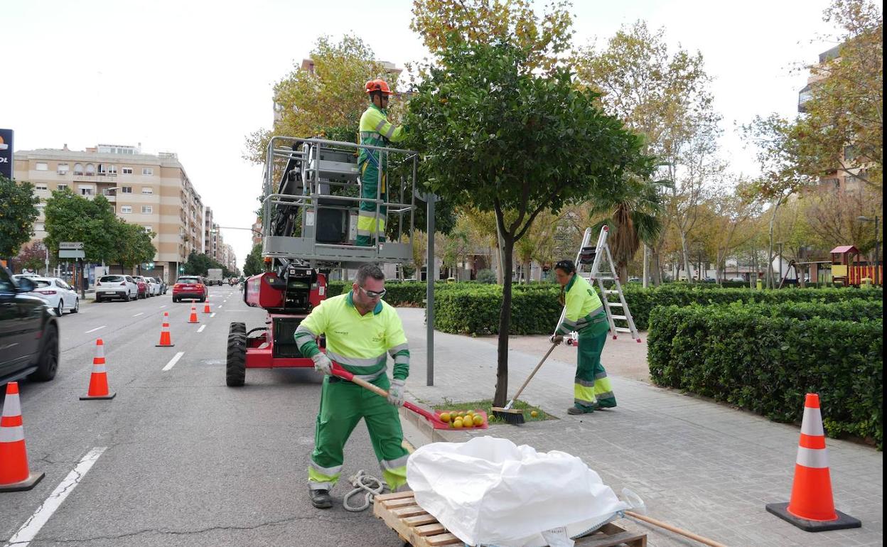 Retirada de naranjas bordes en Valencia. 