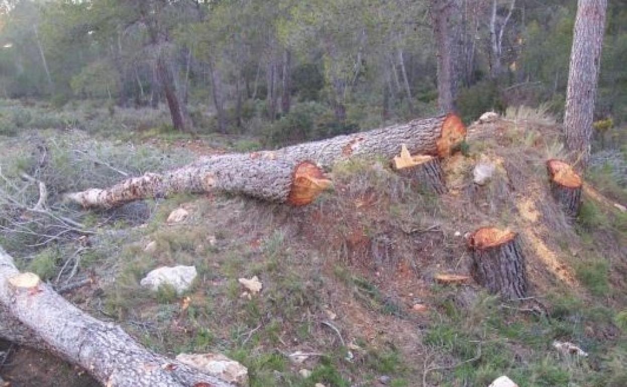 Tala de pinos en los montes de Enguera de años anteriores. 