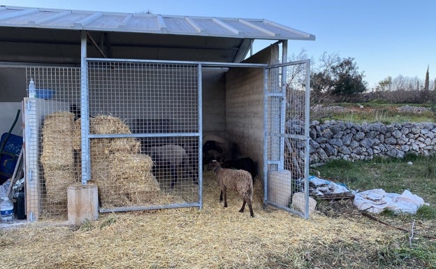 El refugio donde fueron atacados los animales por los perros. 