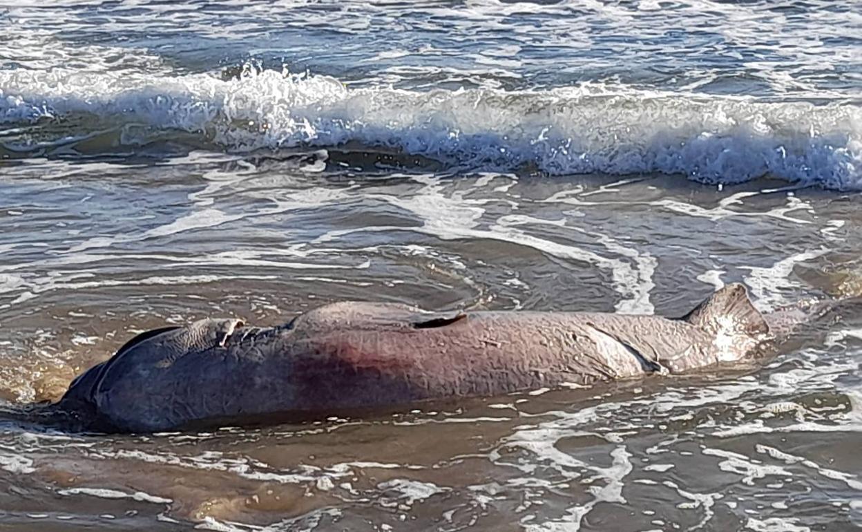 Tiburón muerto en la playa La Mata de Torrevieja. 