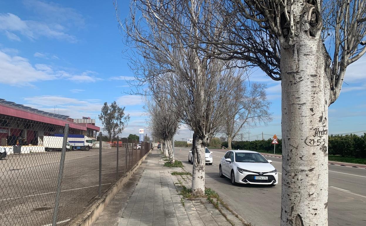Chopos que serán talados en Alzira.