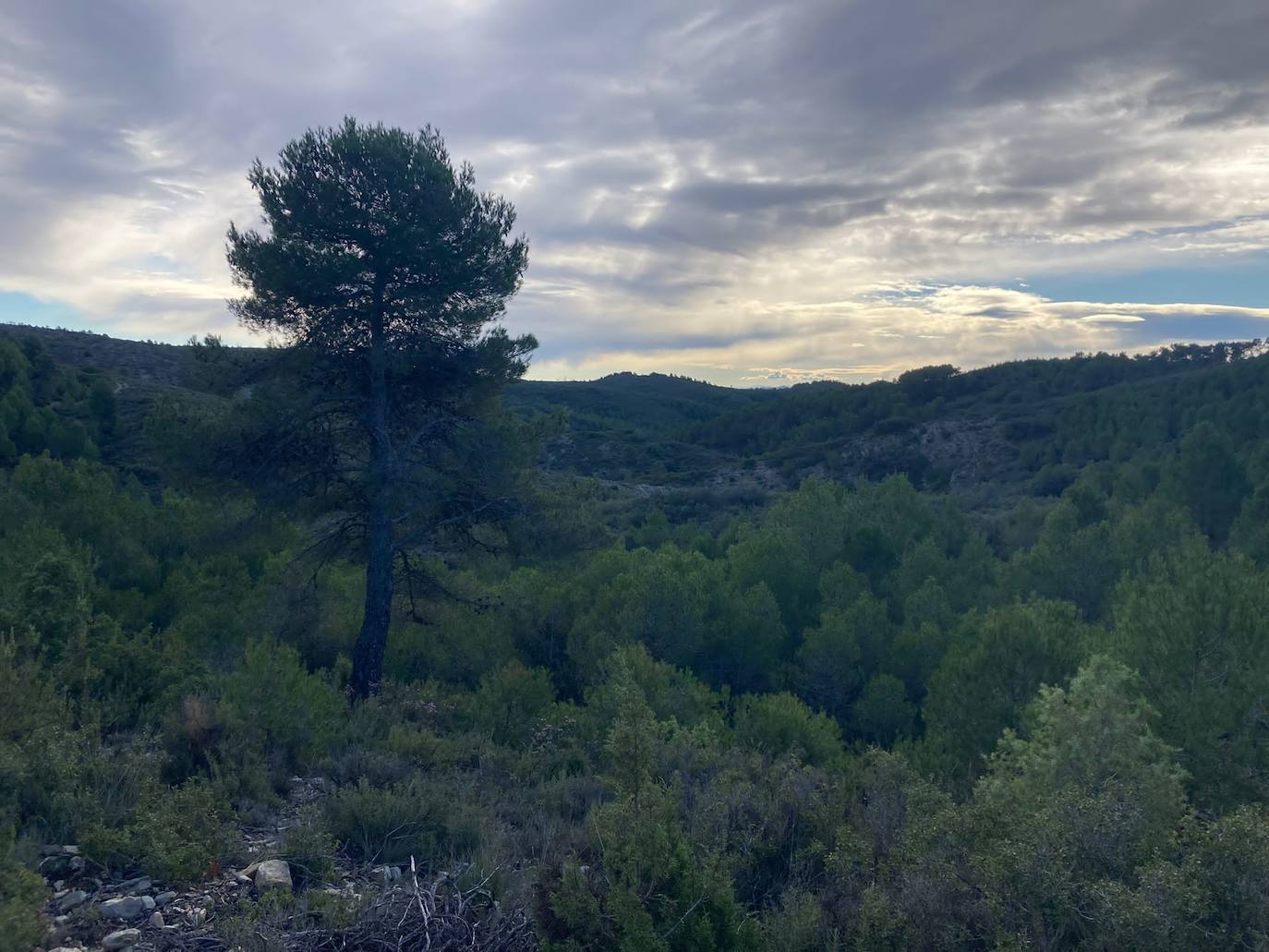 Fotos: El mayor parque solar de la Comunitat, paralizado